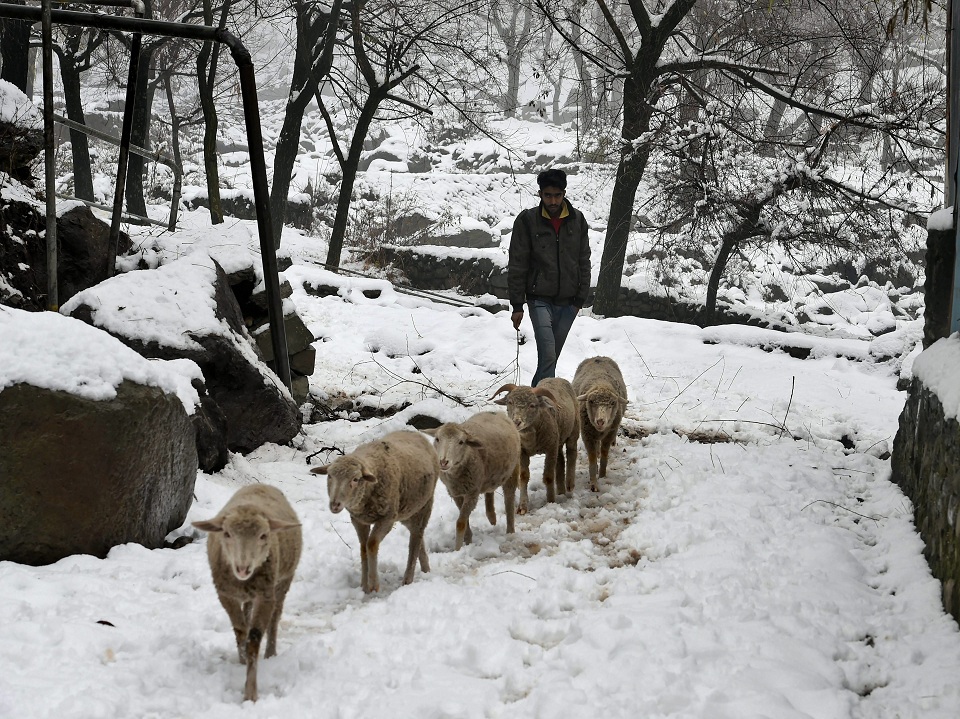   Srinagar:  A young boy tending to his flock of sheep at a snow-covered path after snowfall in Srinagar on Tuesday. The MET Department has predicted more snow and rains over next few days. PTI 