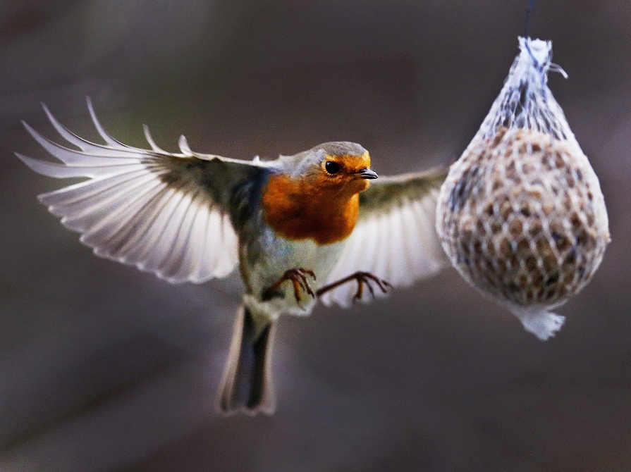    A robin flies to a suet cake that hangs on a tree in Frankfurt, Germany on Sunday. AP   