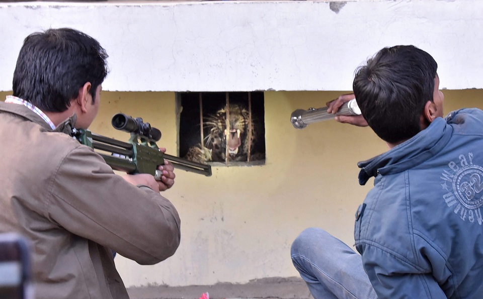    A forest department employee tranquilises a leopard which entered a school in Lucknow on Saturday. PTI   